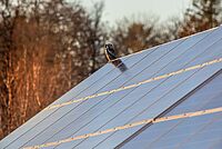 Zonnepanelen waar een vogeltje op zit.